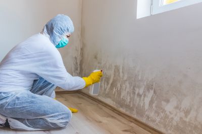 Basement Mold Removal in Broward County, FL