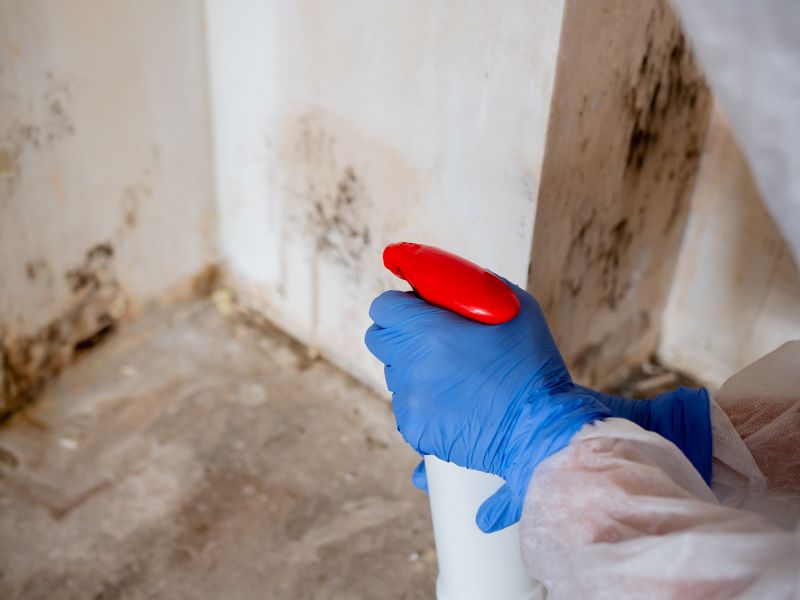 Mold Remediation Service detail