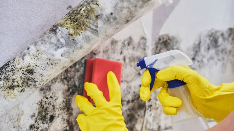 Mold Cleanup Service in West Palm Beach, FL