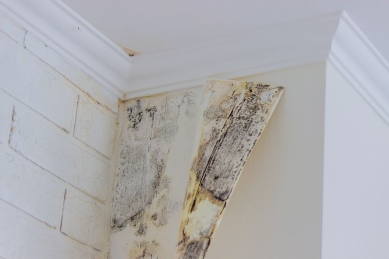 Mold Cleanup Service in West Palm Beach, FL