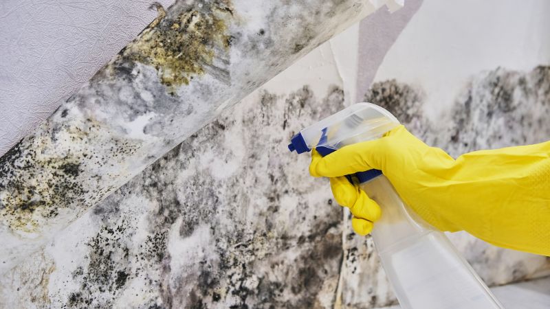 Mold Control in Palm Beach County, FL