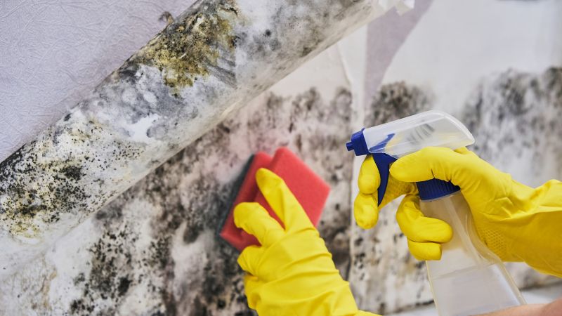 Mold Restoration in Fort Lauderdale, FL
